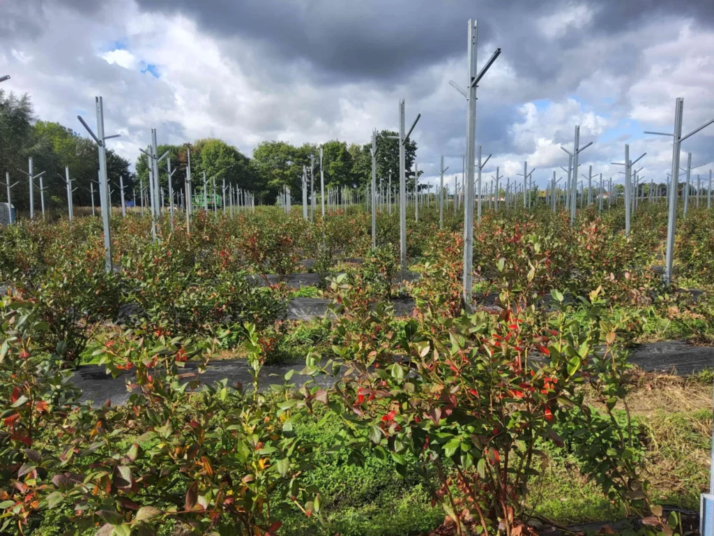 Bautagebuch_Argi-PV_Photovoltaik_Hoberg Wadersloh (1)